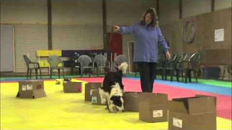 Nosework Beginner