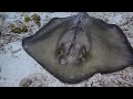 Facts: The Southern Stingray