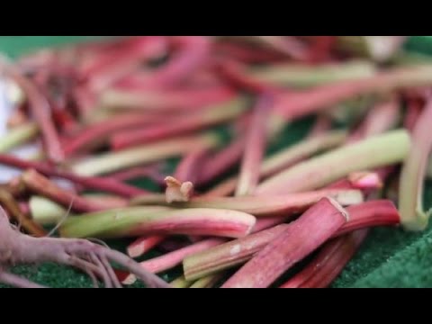 Video: Rhubarb Mulia