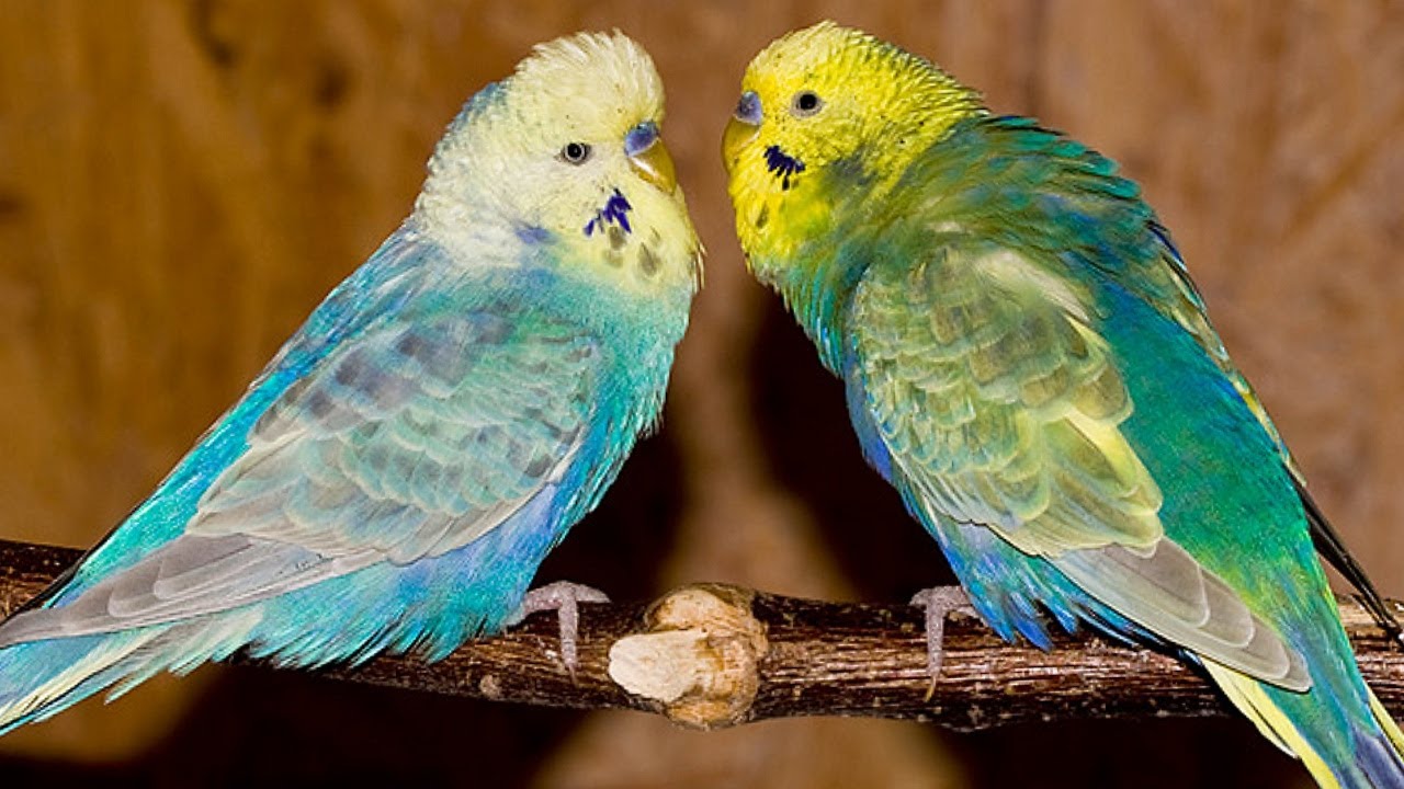 الفرق بين الرينبو الجولدن فيس و الرينبو اليلو فيس