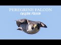 Peregrine falcons hunt pigeon in high speed chase  4k narrated film