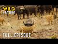 SAVAGE SAVANNA - The Fierce Battle For The Throne (Full Episode) | Nature Animal Documentary