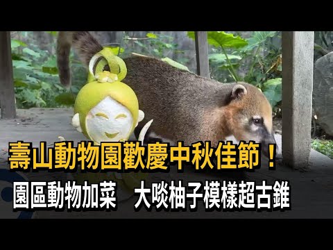 壽山動物園歡慶中秋佳節！ 園區動物加菜 大啖柚子模樣超古錐－民視新聞