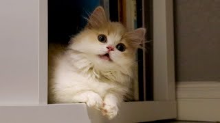 A kitten that wipes its own ass? ! This must be the video the cat wants to delete! | SanHua Cat Live