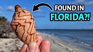 Florida Shelling MYSTERY - Foreign Species Found Beachcombing at Fort Desoto State Park!