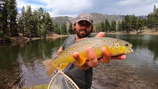 TROUT FISHING and CAMPING at a MOUNTAIN LAKE! (Brown, Tiger, Rainbow)