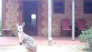 Small female and a large male Kangaroo passing by the back door