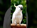 Parrot.