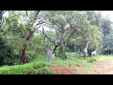 Utalii Katavi Uzuri Wa Wanyama Wakiwa Porini 