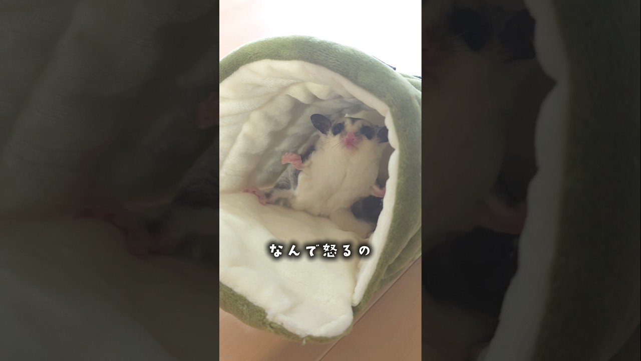 激おこ詐偽専門