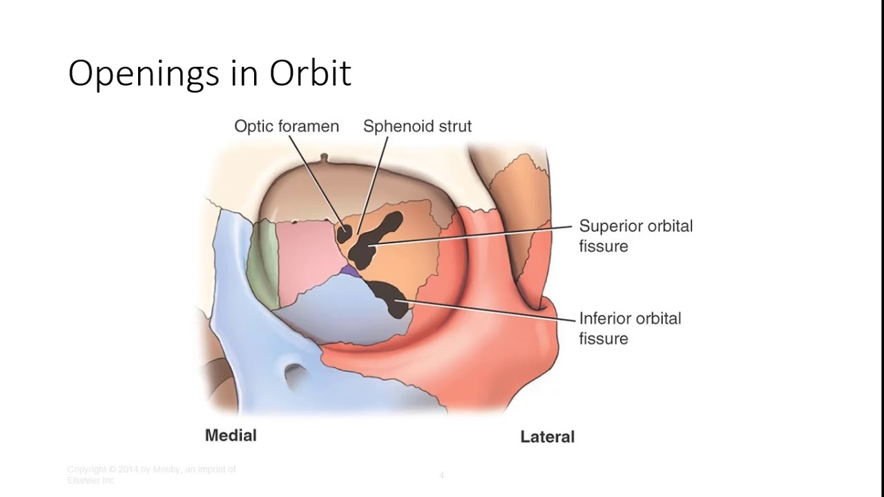 Que significa orbita