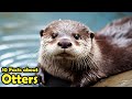 Why do otters hold hands while sleeping get your otter facts here