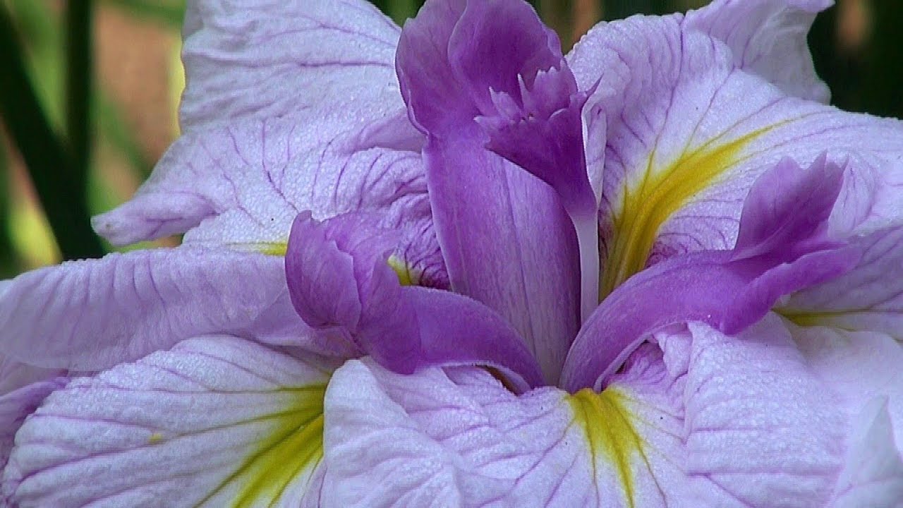 富山･砺波 県民公園頼成の森 花しょうぶが満開 2025