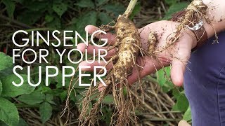 Ginseng For Your Supper | Hsu