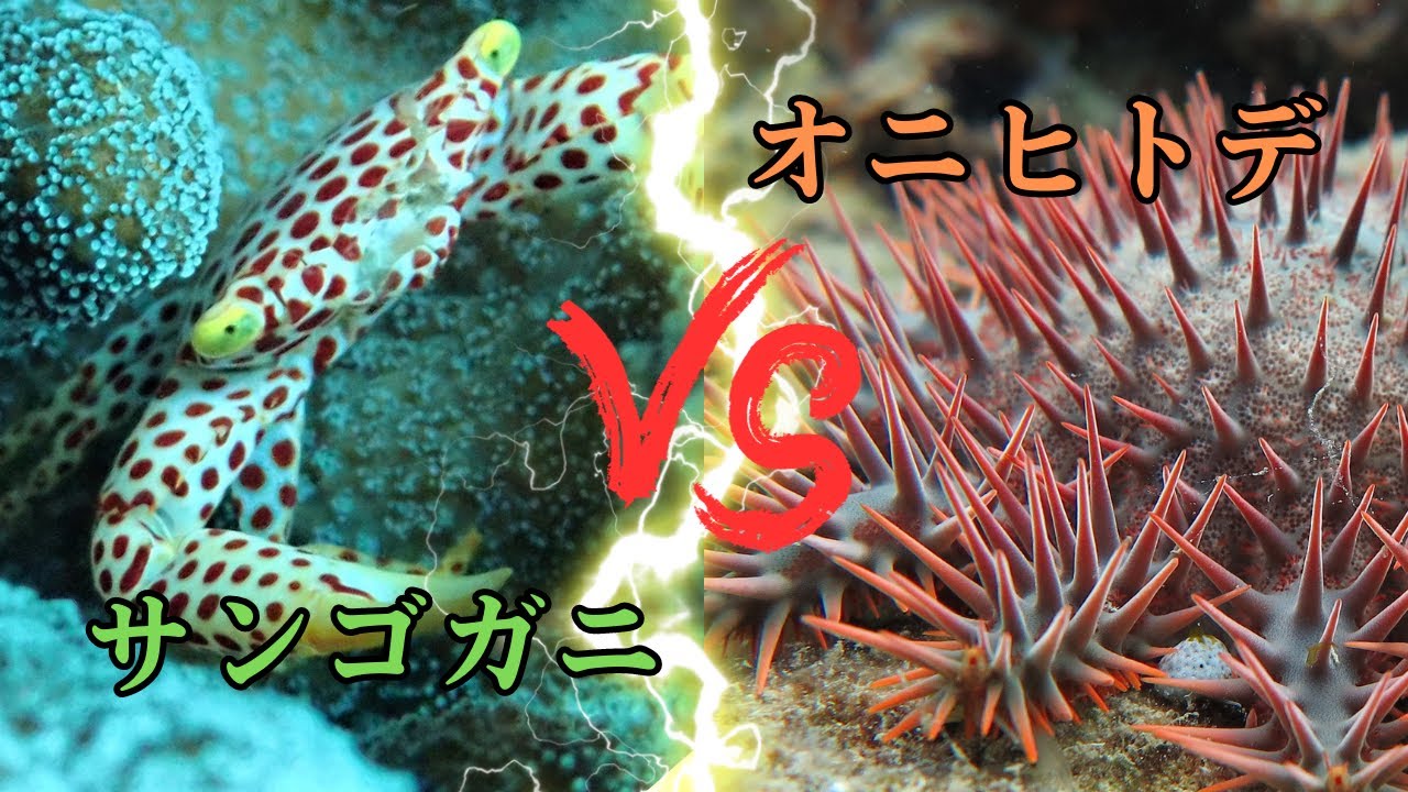 サンゴの守護神「サンゴガニ」降臨