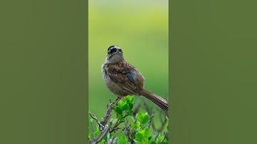 White crowned Sparrow