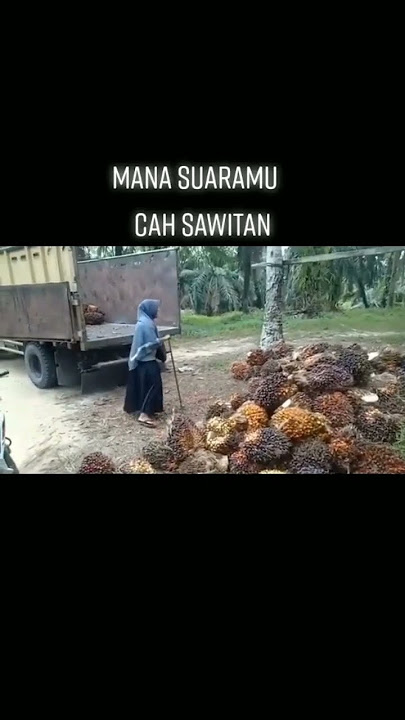 story'wa truk sawit#youtubeshorts #shortvideo #sawitkalimantan