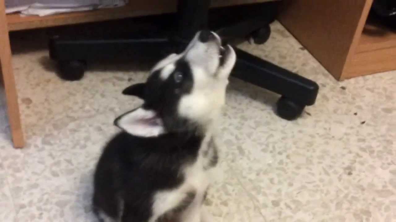 baby husky howling