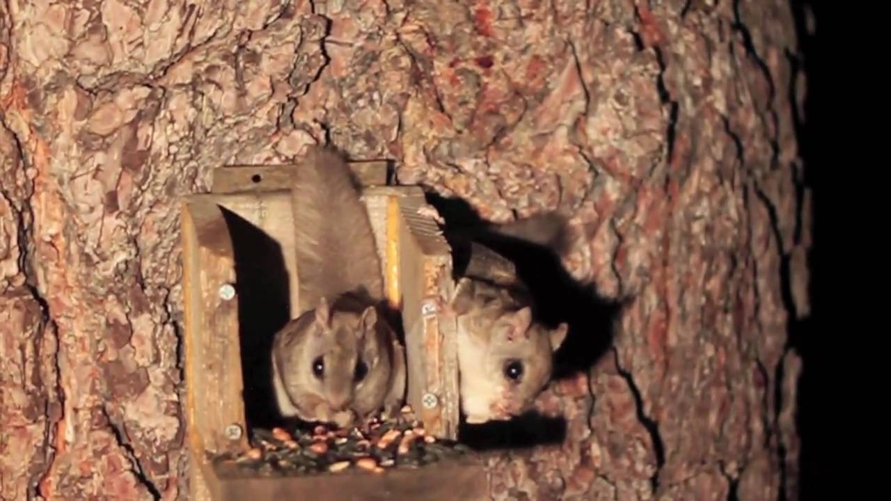 Northern Flying Squirrels - YouTube