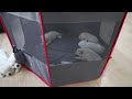 petsfit 折りたたみサークル 八角形 プレイサークル 犬 猫 兼用 メッシュ 屋根付き 屋内 屋外 収納バッグ付き S/M/L ピンク/ブラウン/ブルー 選択可能