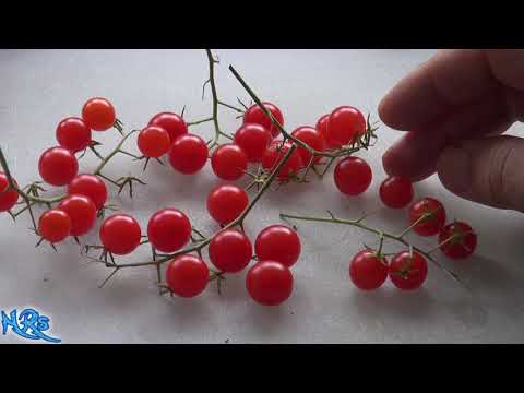 ⟹ Spoon Tomato | Solanum pimpinellifolium | Tomato Review 2019