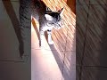 #kucing #mostpopular