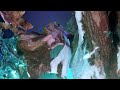 Sabrina Ratté - Floralia IV