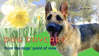 Dog Daycare From The Dogs' Point Of View