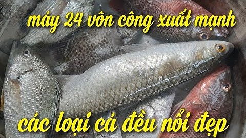 máy kích cá nước mặn |kích cá nước mặn  sông lớn , kích cá nước mặn giá rẻ cá nổi cực đẹp