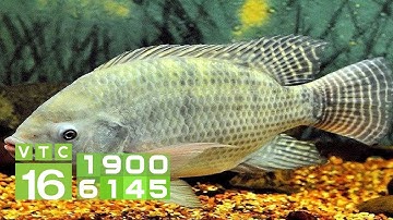 Lãi 70 triệu đồng/vụ nhờ nuôi cá rô phi đơn tính đực | VTC16