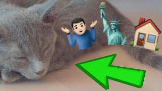 How To Adopt A Cat In NYC?