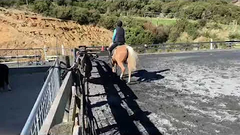 Bronson trotting right rein