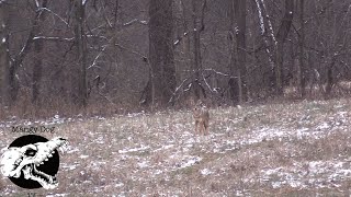 coyote hunting - reeling them in