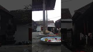 ,,, hari tumpek kandang otonannya binatang atau peliharaan kanggoin seadanya  #videoshort  #asli