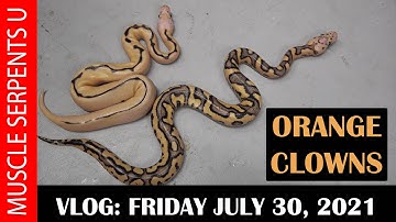 EXCEPTIONAL CLOWN BALL PYTHONS HATCH! 7-30-21