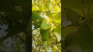 Delicious fruit.#fruit #shorts #video #love #like #harvest #satisfying #freshly