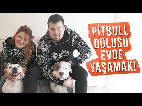 PİTBULL DOLU BİR EVDE YAŞAMAK!