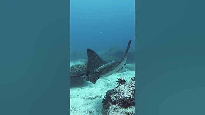 How does a manta ray differ from a stingray?  #naturepbs #wildlife #stingray #mantaray #oceanlife
