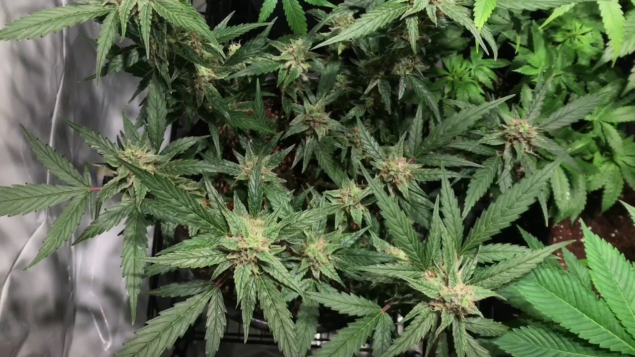 LED Grown - #6 (French Cookies, Glueberry OG, GSC, Blue Dream Matic')