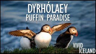 Puffin Paradise  Close Encounters with Iceland’s CUTEST Birds at Dyrhólaey