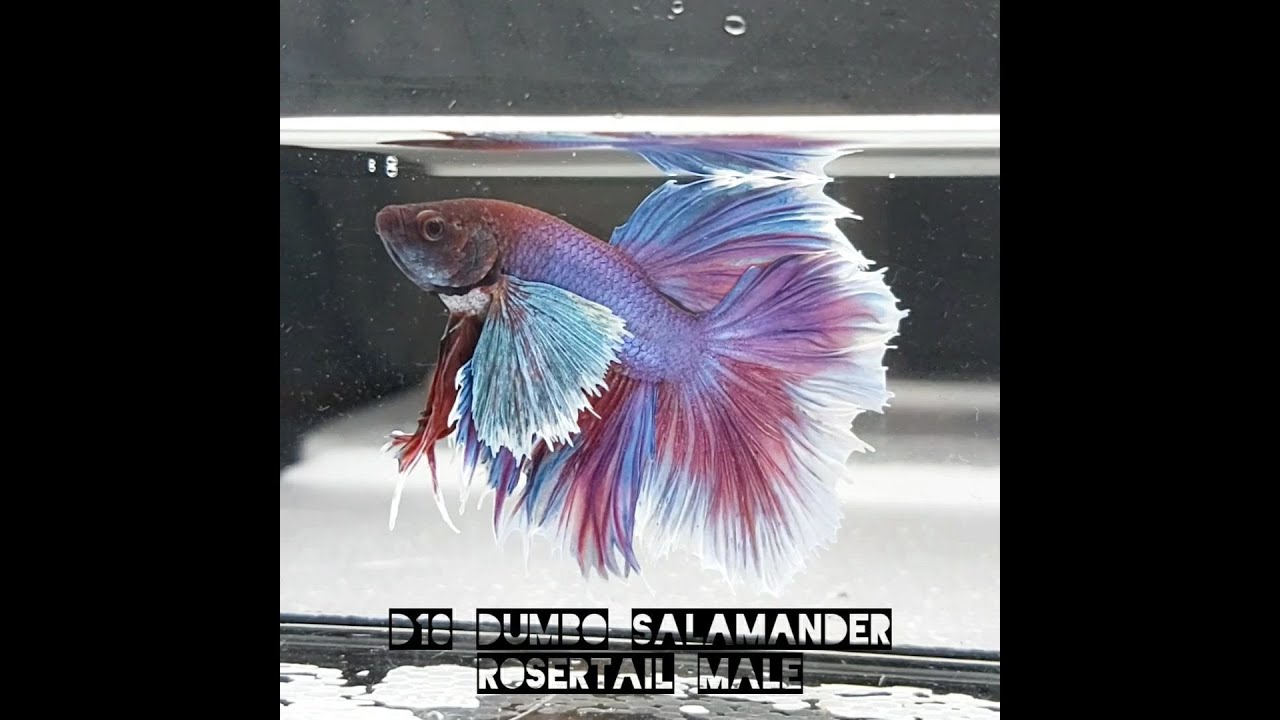 D18 Dumbo Salamander Rosetail Male Betta Fish Ikan Laga Youtube