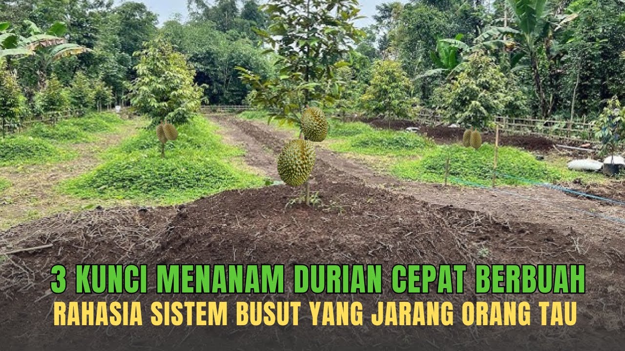 TIGA HAL YANG MEMBUAT TANAMAN DURIAN SUBUR, SEHAT, CEPAT BERBUAH DENGAN SISTEMPENANAMAN BUSUT