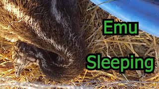 Emu Sleeping