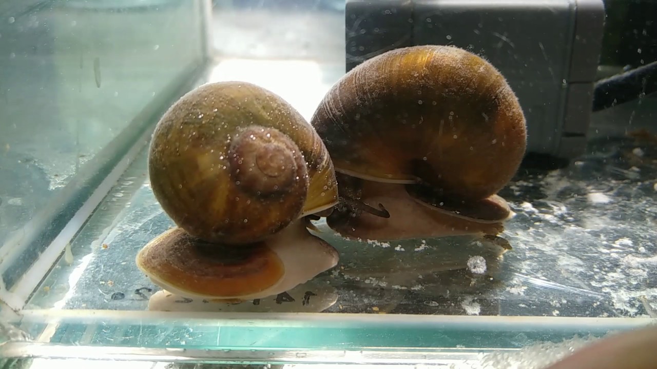 Apple Snails Eating Calcium Tablet YouTube