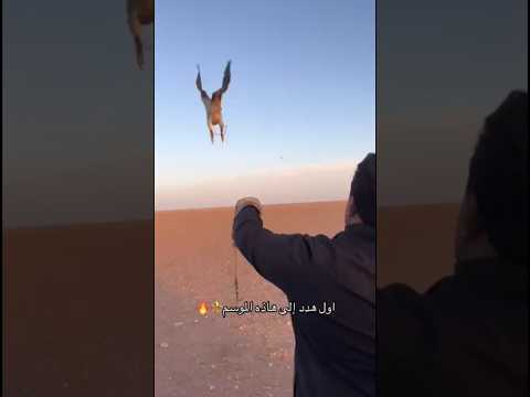 تعليم الطراد الكماش على النقل اول هد هذا الموسم الشيحيات الرطبة غرب العراق 22 أكتوبر 2025 