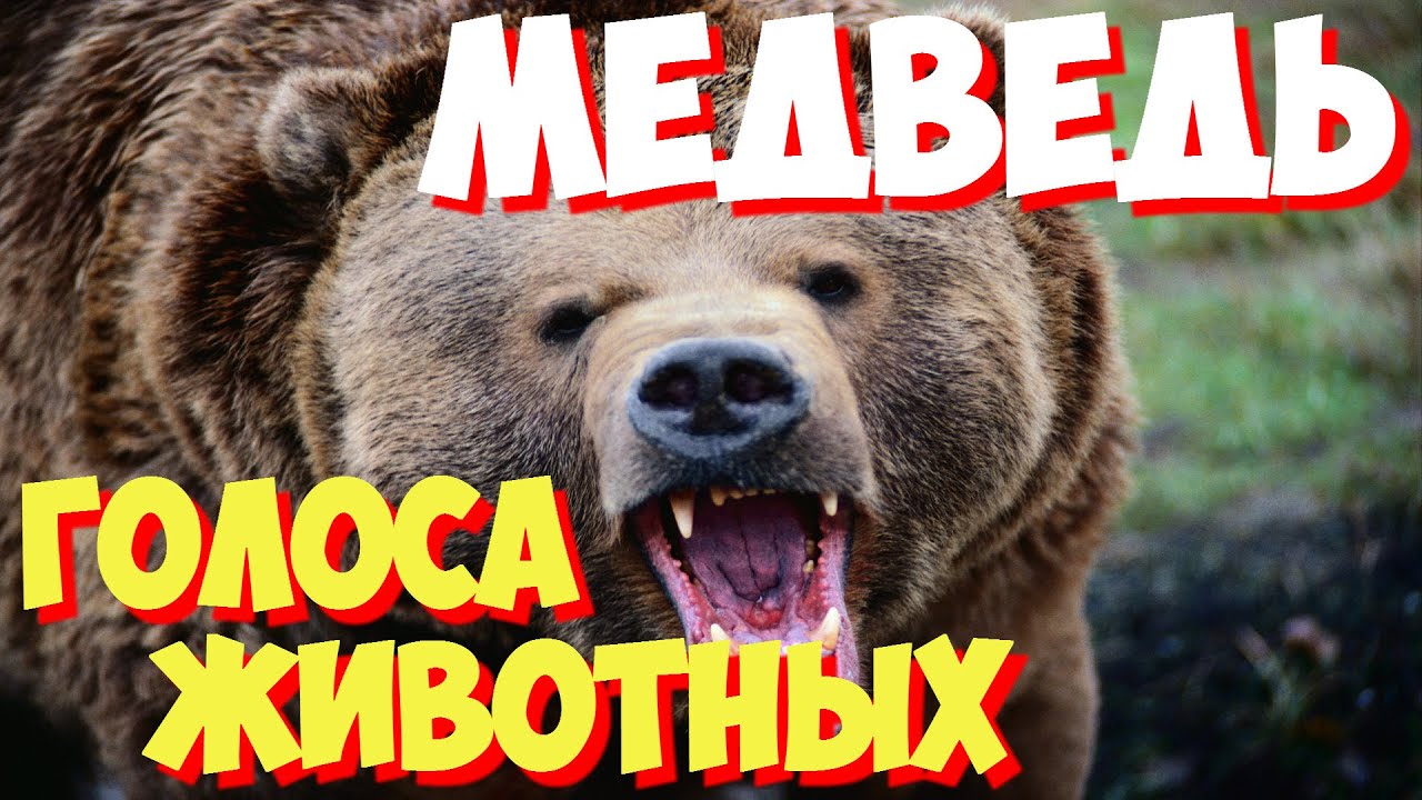 Звук медведя скачать