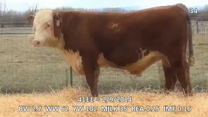 Lot 34 ~ H5 2185 Domino 4111 1ET