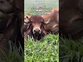 Cómo cuando el toro me ve sacando el celular para grabarlo y no le gusta #fyp #short #viral #music