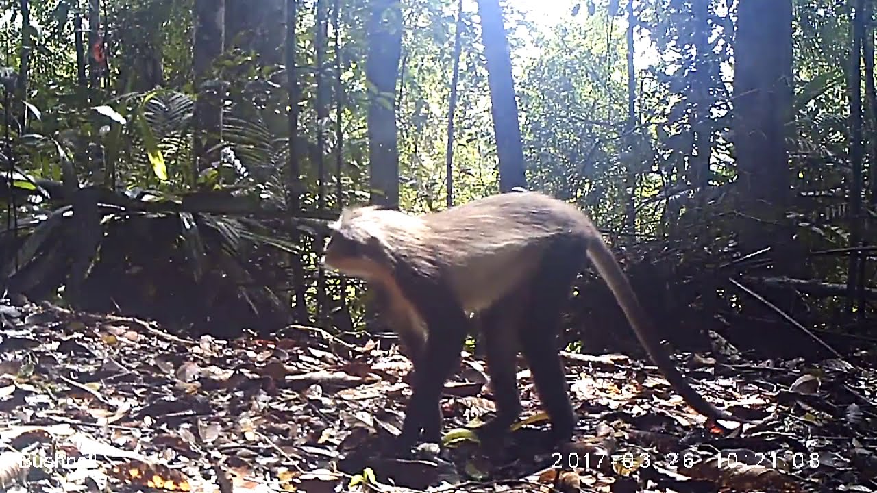 Black-crested Sumatran langur (Presbytis melalophos)