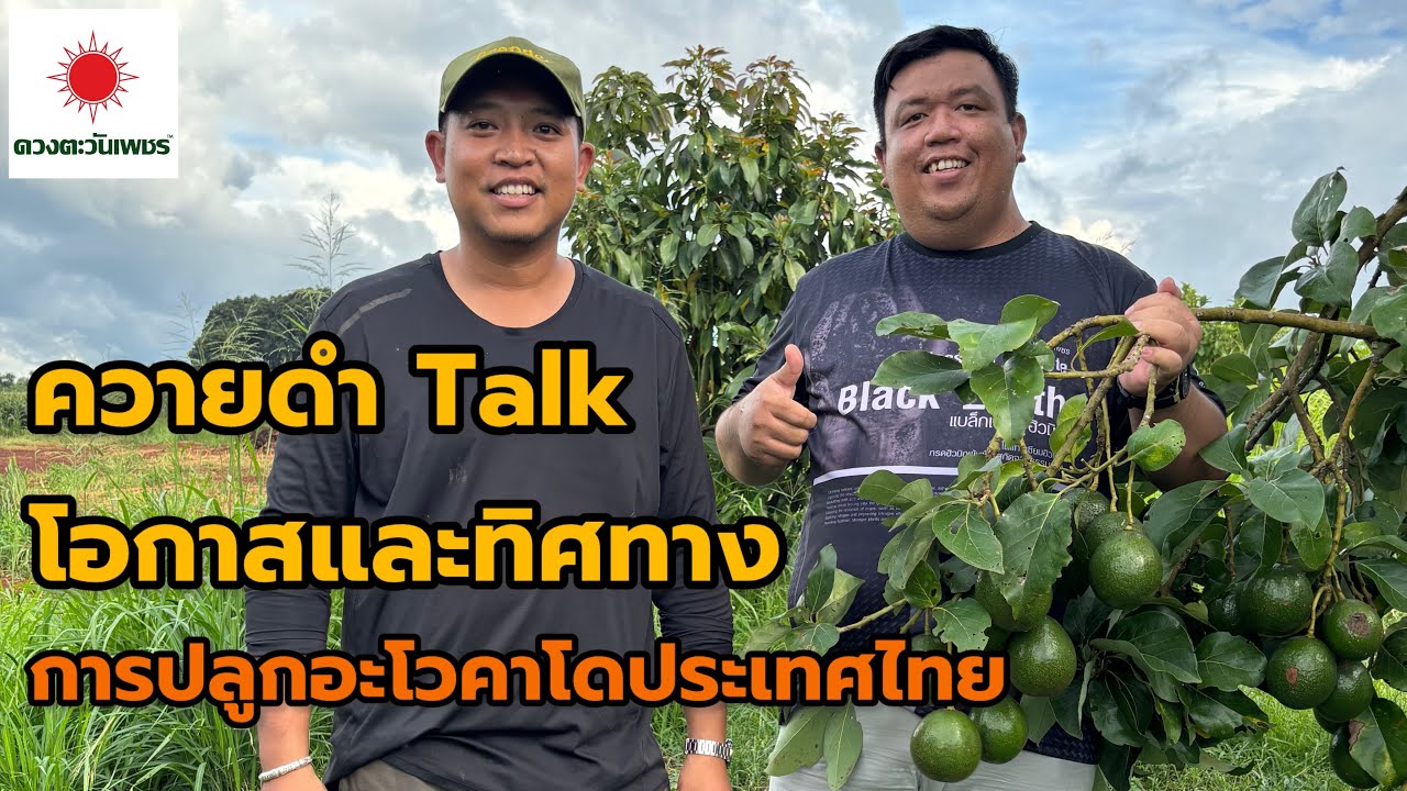 ควายดำ Talk :: โอกาสและทิศทางการปลูกอะโวคาโดประเทศไทย